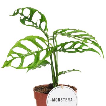 Monstera obliqua 'Peru'