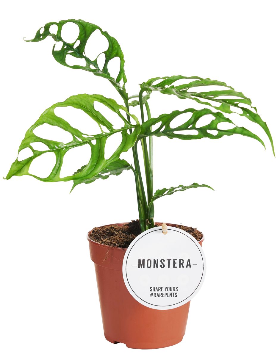 Monstera obliqua 