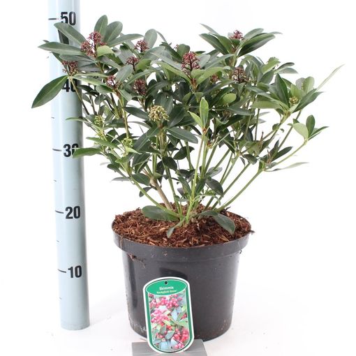 Skimmia japonica 'Rockyfield Green' (About Plants Zundert BV)