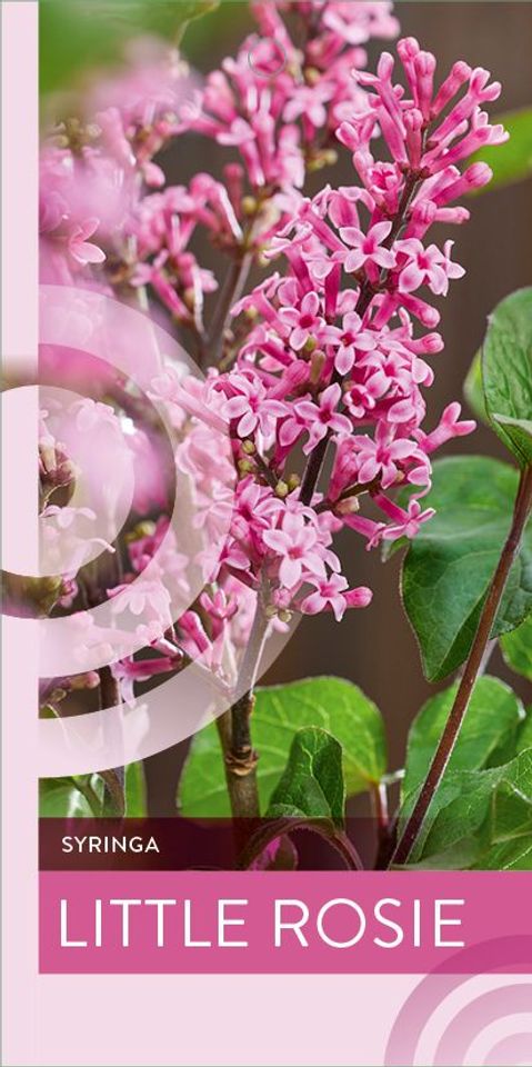Syringa meyeri LITTLE ROSIE