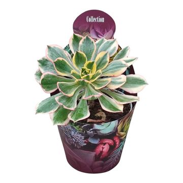 Aeonium arboreum 'Sunburst'