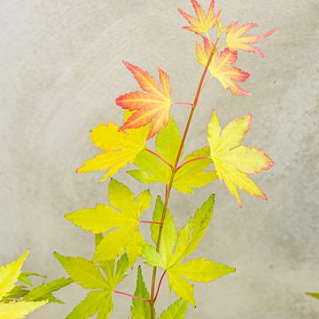 Acer palmatum 'Оранж Дрим'