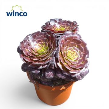 Aeonium arboreum 'Velours'