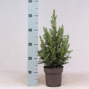 Picea glauca PERFECTA