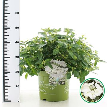 Hydrangea RUNAWAY BRIDE