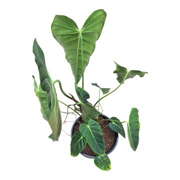 Filodendro esmeraldense