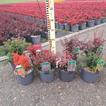 Berberis MIX