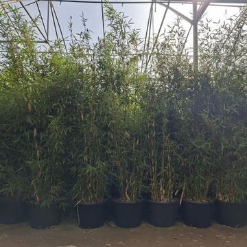 Fargesia robusta 'Campbell'