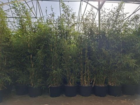 Fargesia robusta 'Campbell'