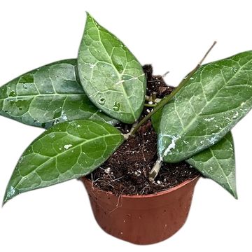 Hoya verticillata 'Lampung'