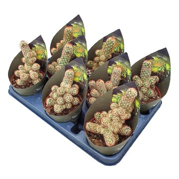 Mammillaria elongata 'Anguinea'