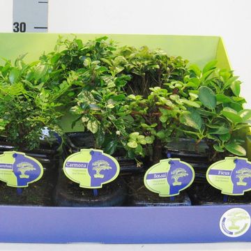 Bonsai MIX