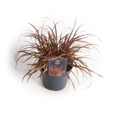 Uncinia uncinata EVERFLAME