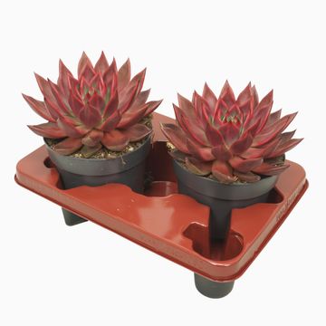 Echeveria agavoides 'Antares'