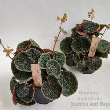 Begonia bullatifolia