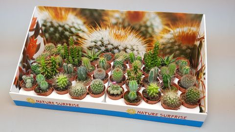 Cactus MIX