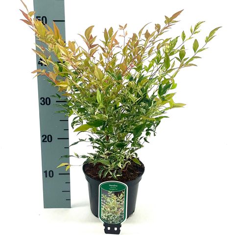 Nandina domestica 'Twilight'