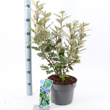 Elaeagnus x ebbingei 'Compacta'