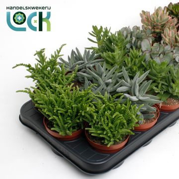 Crassula MIX