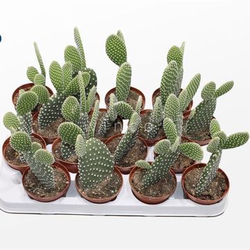 Opuntia microdasys 'Albata'