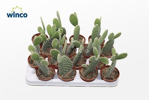 Opuntia microdasys 'Albata'
