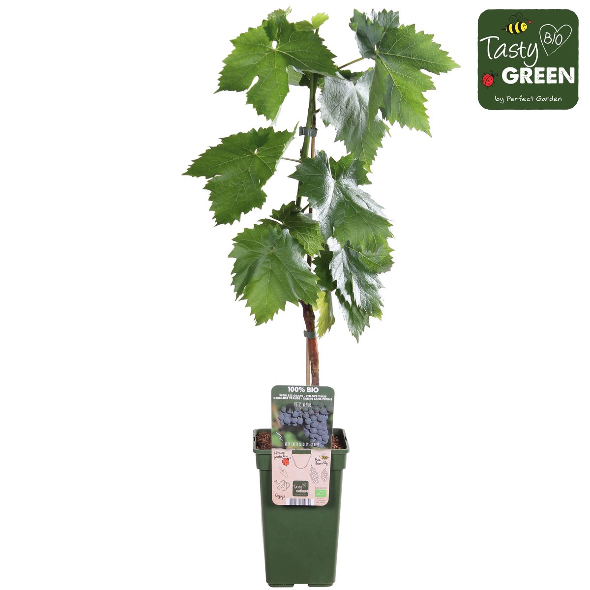 Vitis 'Venus' — Plant Wholesale FlorAccess