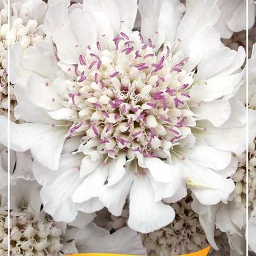 Scabiosa KUDO WHITE