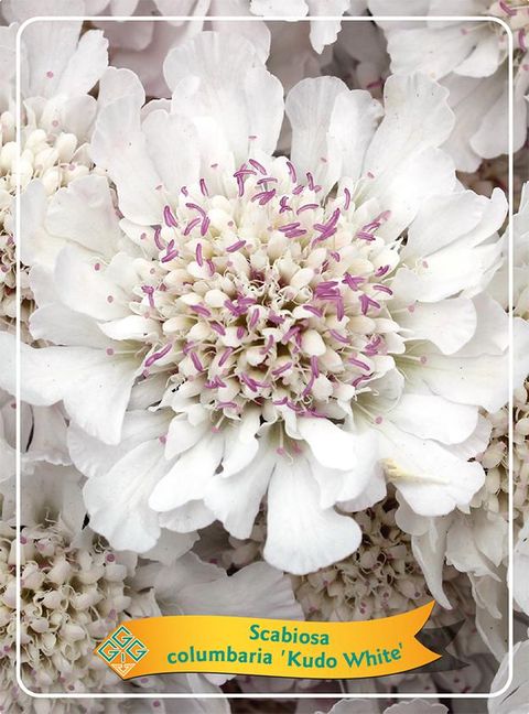 Scabiosa KUDO WHITE