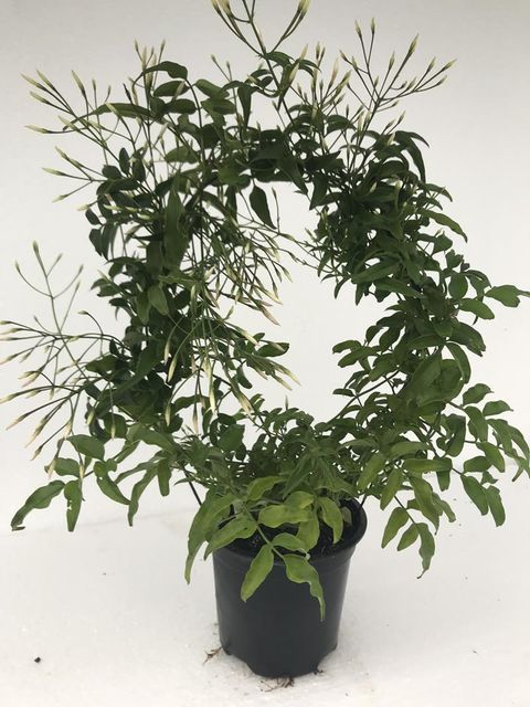 Jasminum polyanthum