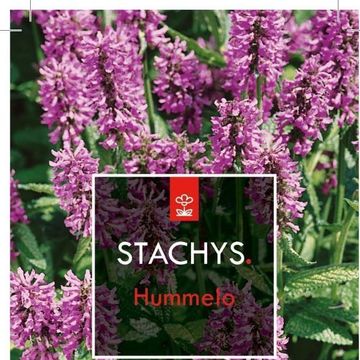 Stachys monieri 'Hummelo'