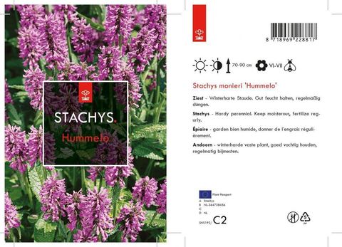 Stachys monieri 'Hummelo'