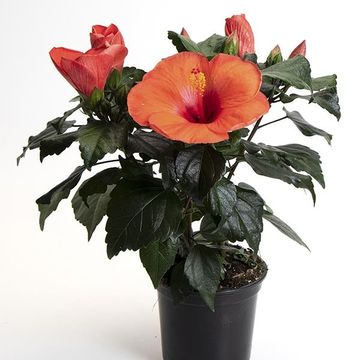 Hibiscus rosa-sinensis 'Adonicus Orange'