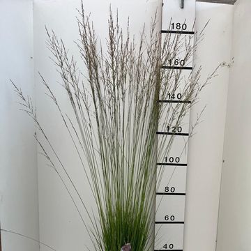 Molinia caerulea 'Heidebraut'