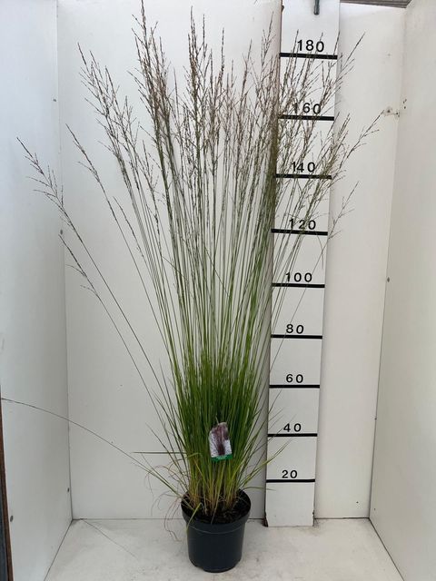 Molinia caerulea 'Heidebraut'
