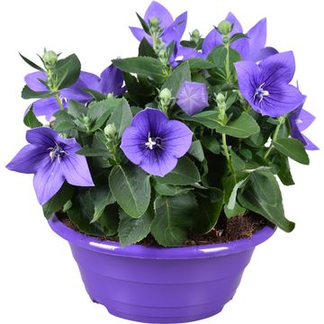 Аранжування Platycodon