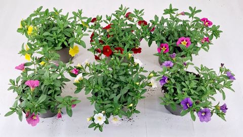 Calibrachoa ALOHA KONA MIX