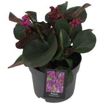 Bergenia cordifolia 'Eroica'