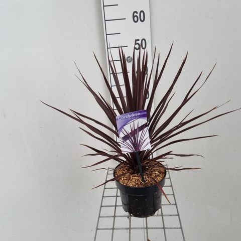 Cordyline australis LITTLE RED STAR