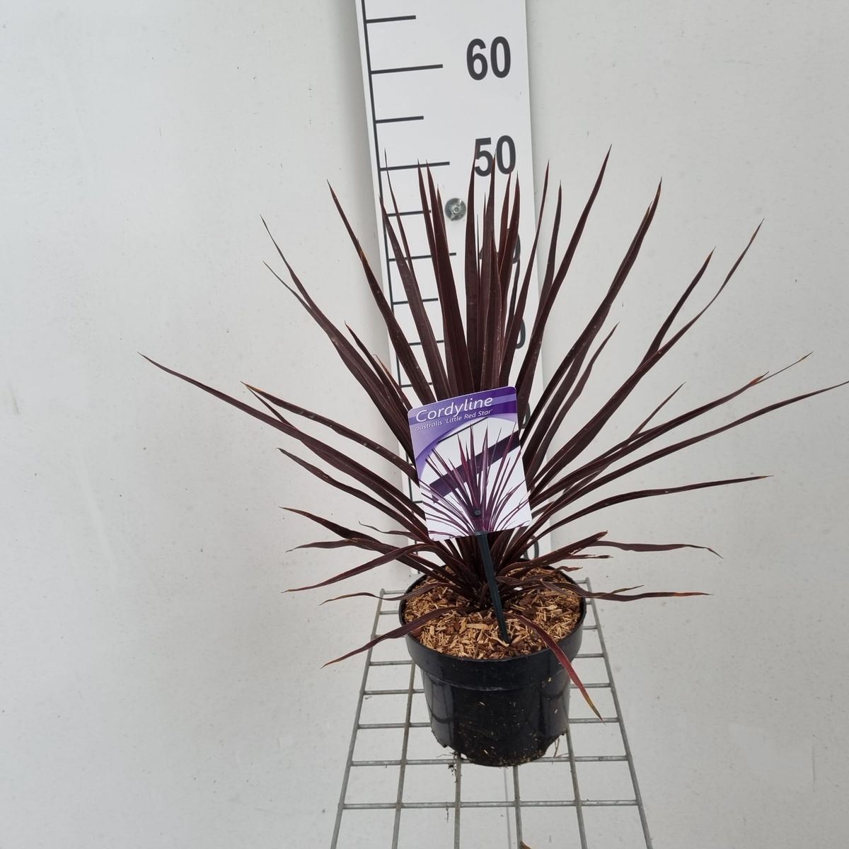 Cordyline australis LITTLE RED STAR — Plant Wholesale FlorAccess