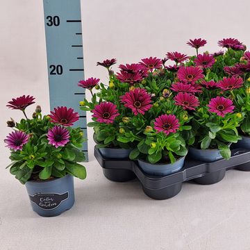 Octospermum SEÑORITA TANJA