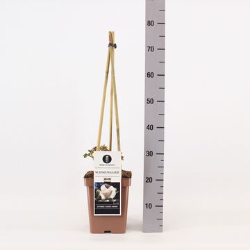 Rosa SCHNEEWALZER