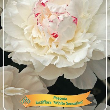 Paeonia 'White Sensation'