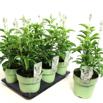 Salvia farinacea 'Sallyfun Snow White'