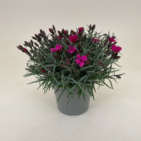 Dianthus DIANTICA MAGENTA