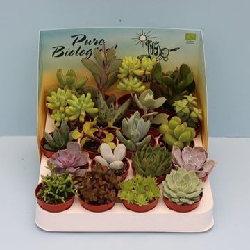 Succulents MIX