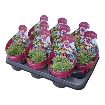 Sempervivum tectorum 'Oddity'