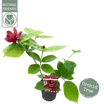 Calycanthus x raulstonii 'Hartlage Wine'