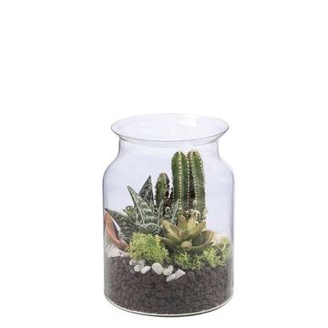 Kомпозиции Cactus/Succulent