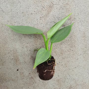 Filodendron hastatum