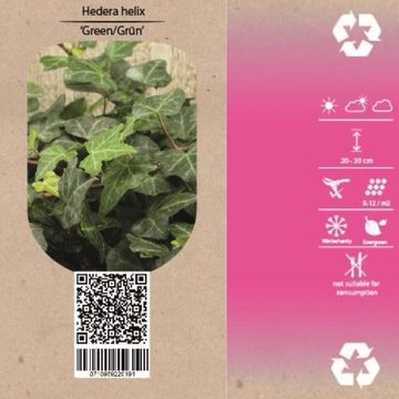 Hedera helix